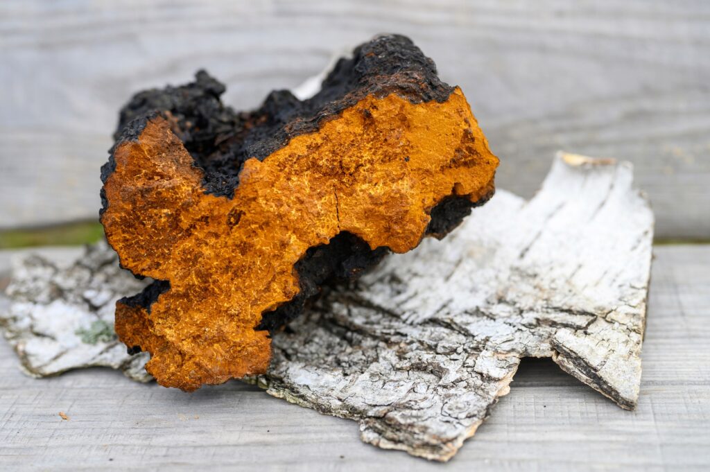 wild chaga mushroom birch tree fungus raw on a wooden background and birch bark.